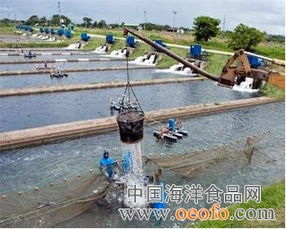 推动行业升级 水产养殖管理委员会正式发布罗非鱼养殖新标准