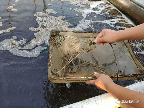 你负责水产养殖,我们负责病害检测 菲优特降低各类水产养殖风险