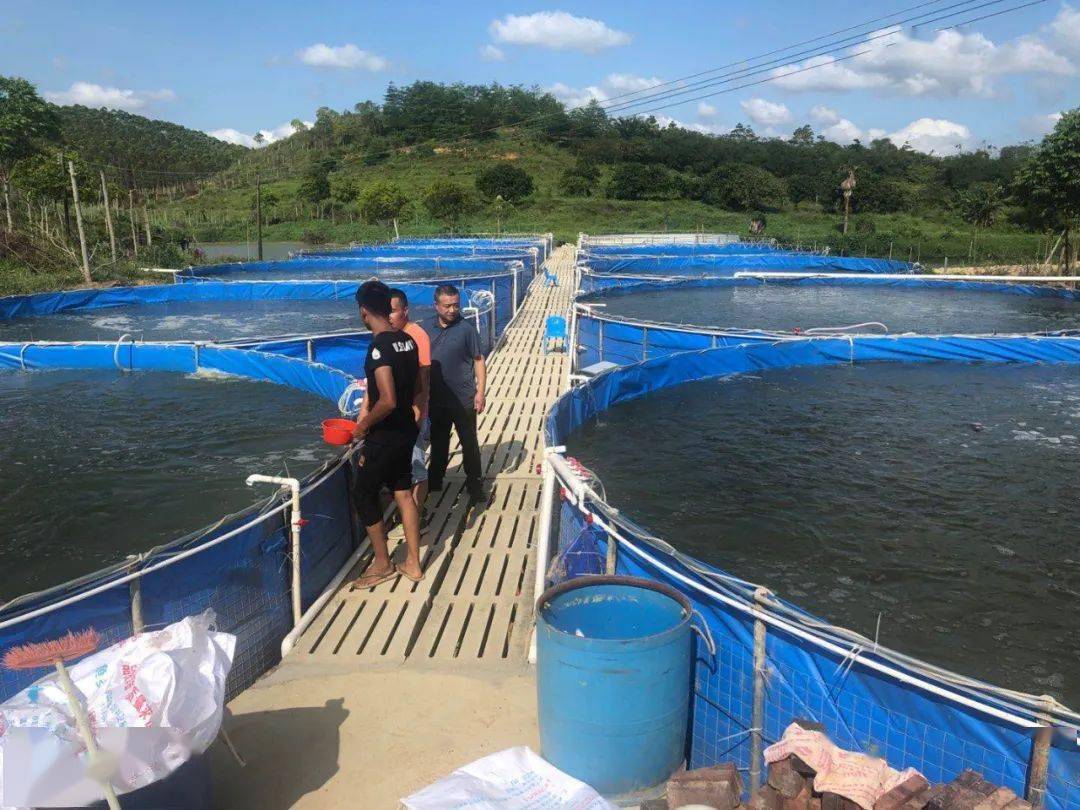 脆化养殖后价格上涨仍供不应求 脆肉罗非鱼能否成为水产行业破局利器？